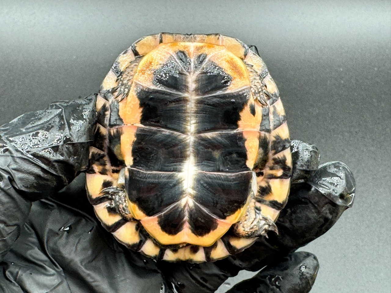 キボシイシガメ　Ａ(4)