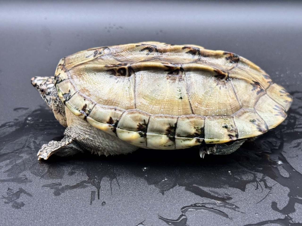 ジャイアントマスクタートル（ホワイトマーブル）　Ｂ(3)