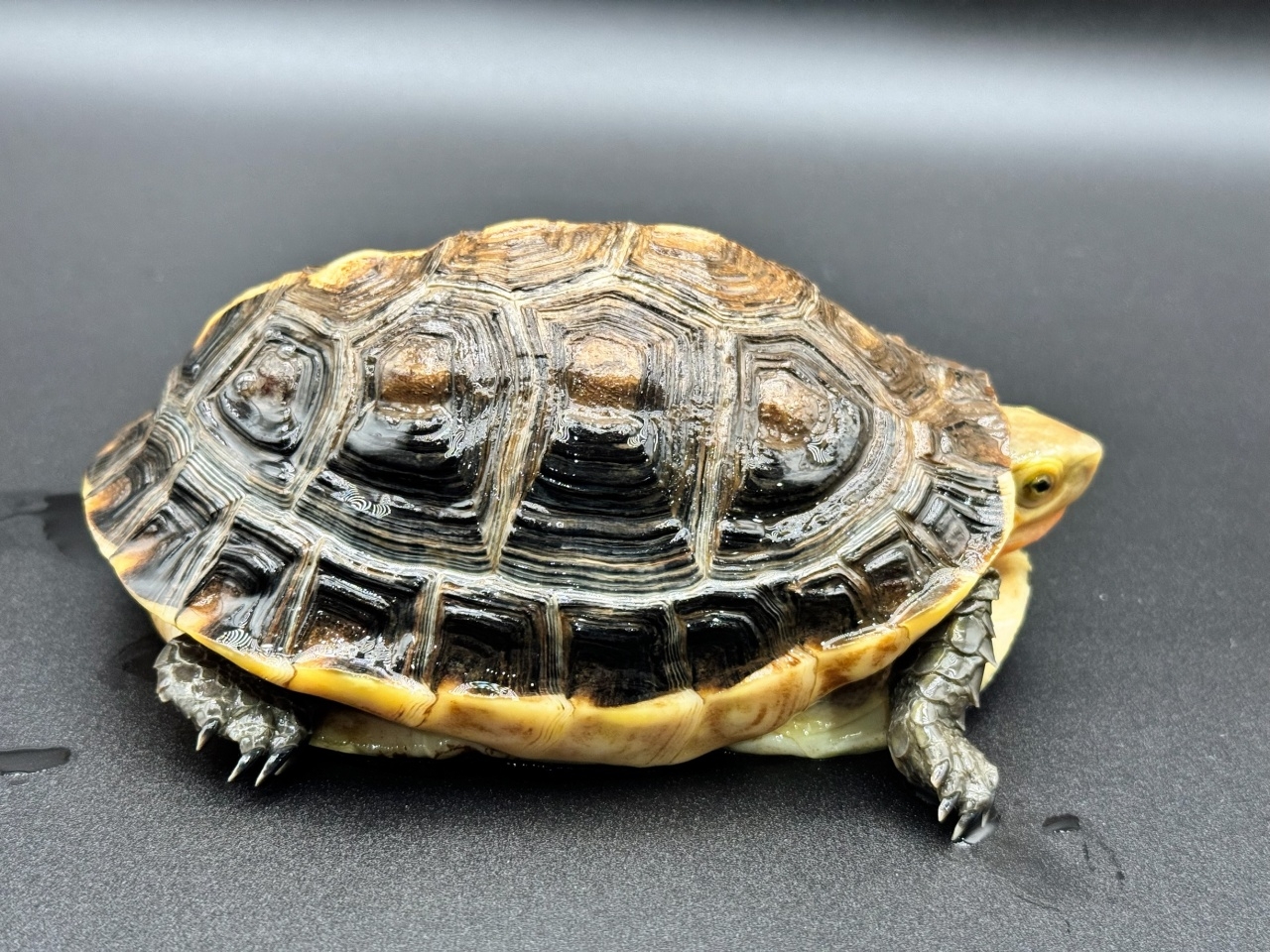 チュウゴクセマルハコガメ　Ｂ(2)