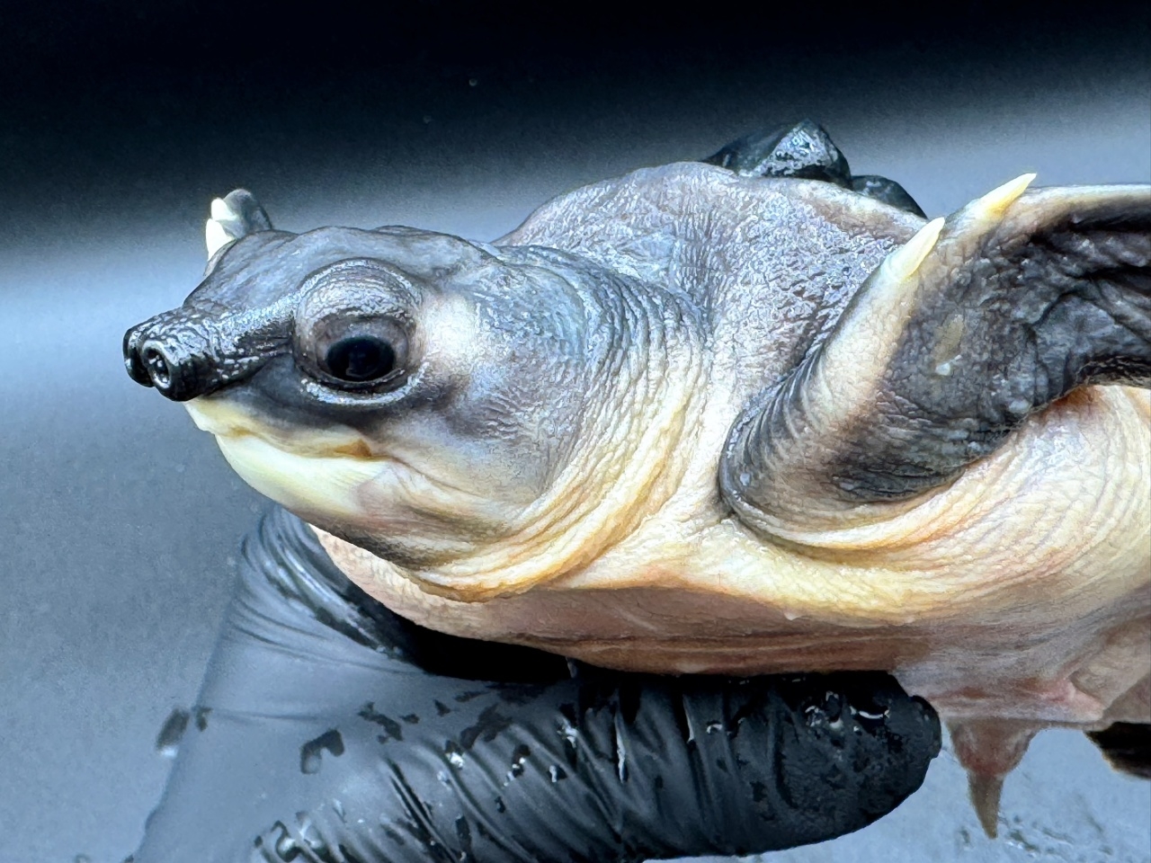 スッポンモドキ(5)