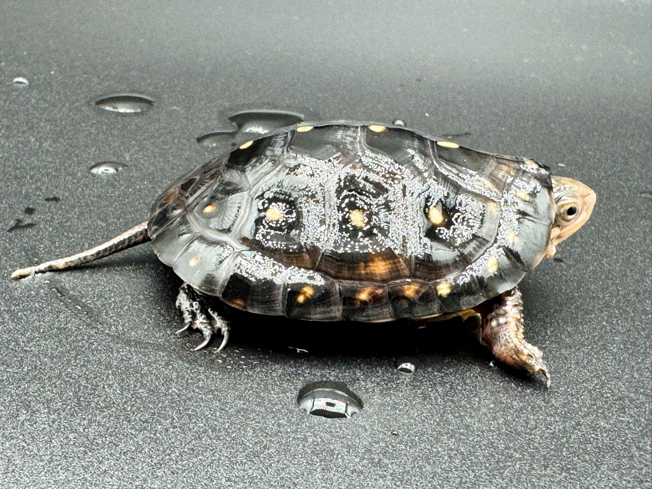 キボシイシガメ　Ｇ(2)