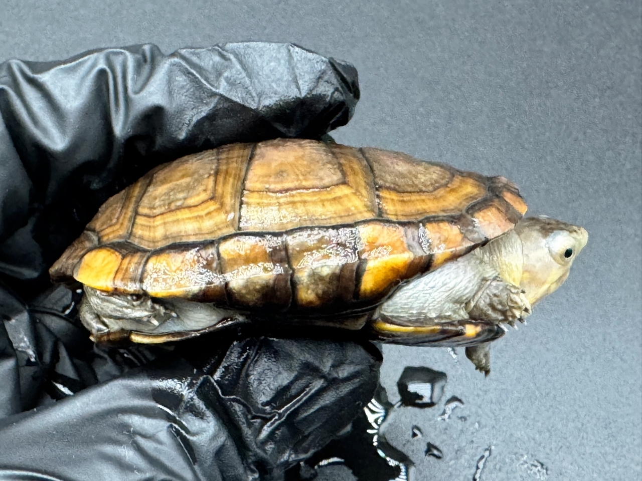 アラモスドロガメ　Ａ(2)