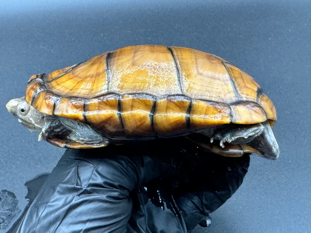 アラモスドロガメ　Ｆ(3)