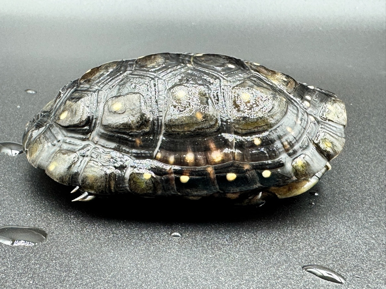 キボシイシガメ　Ｎ(2)