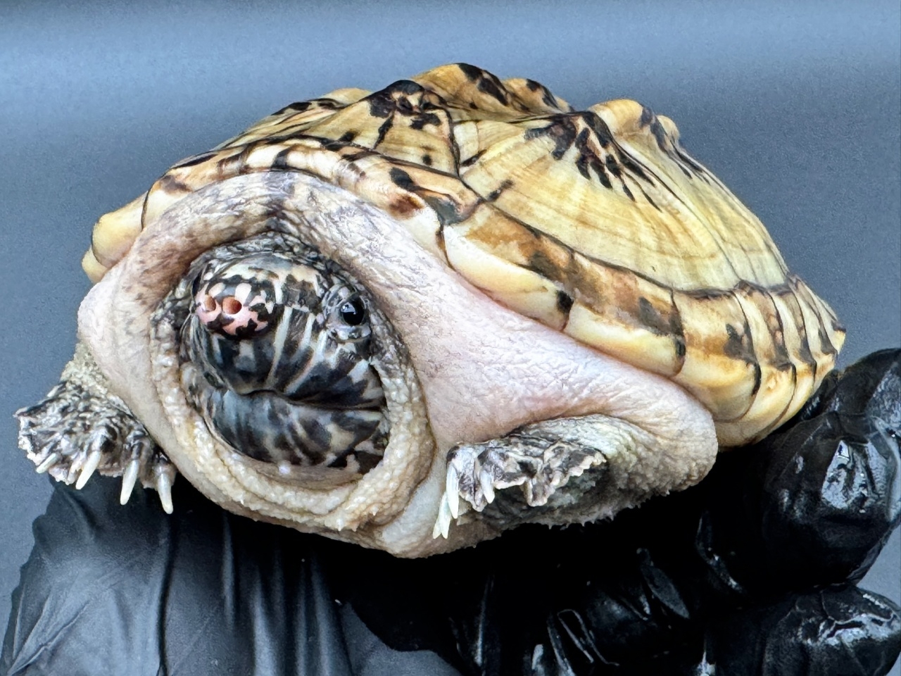 ジャイアントマスクタートル（ホワイトマーブル）　Ａ(4)