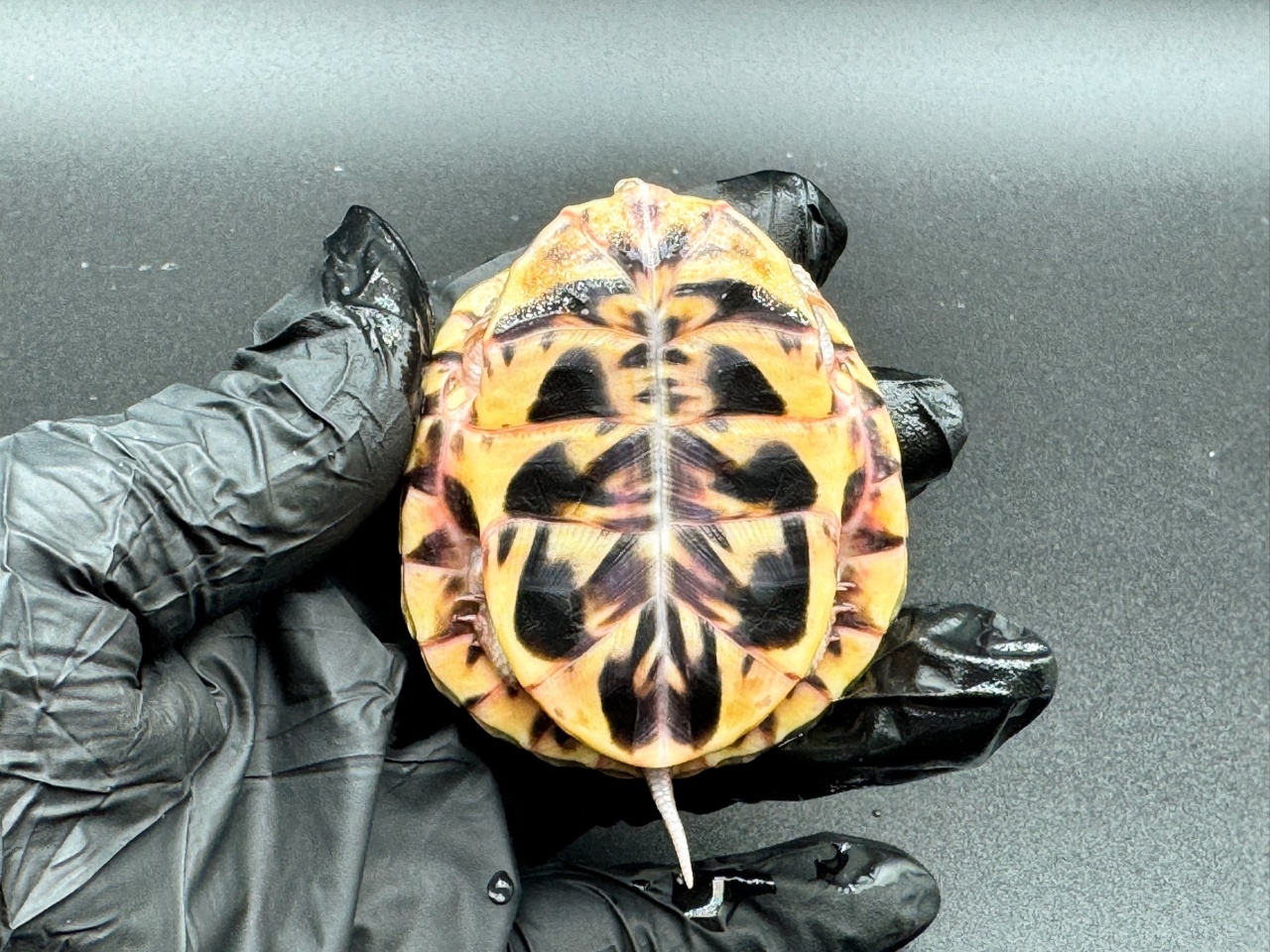 キタニシキハコガメ　Ｃ(4)