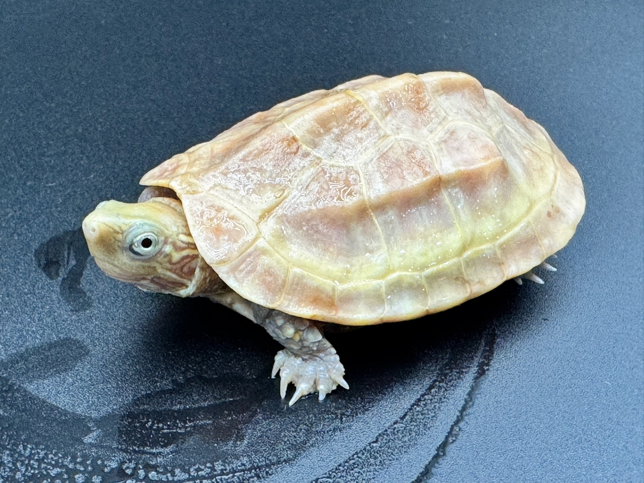 クサガメ（T+アルビノ）　Ｂ(4)