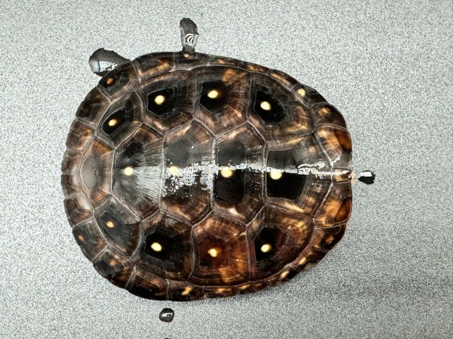 キボシイシガメ　Ｉ