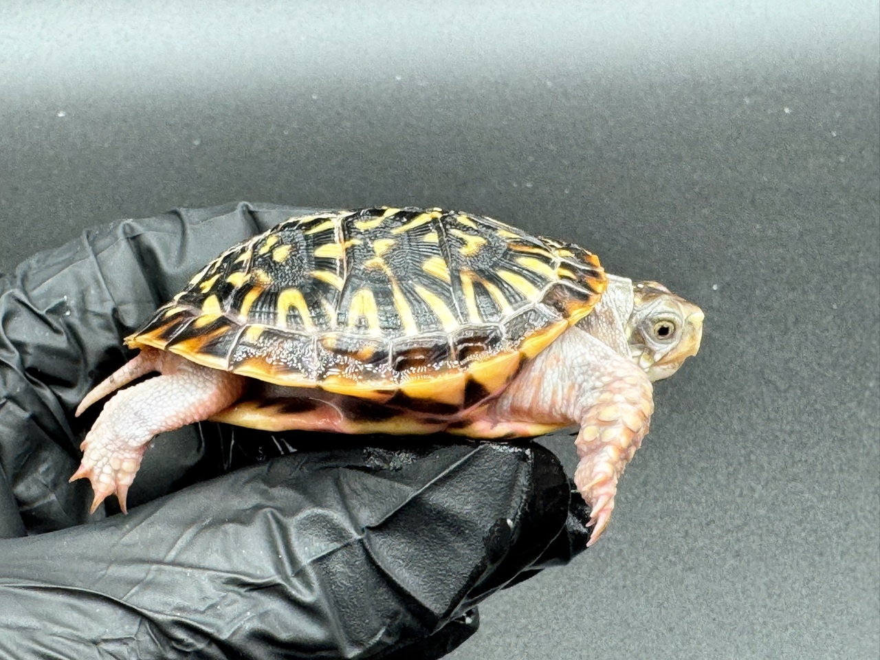 キタニシキハコガメ　Ｃ(2)