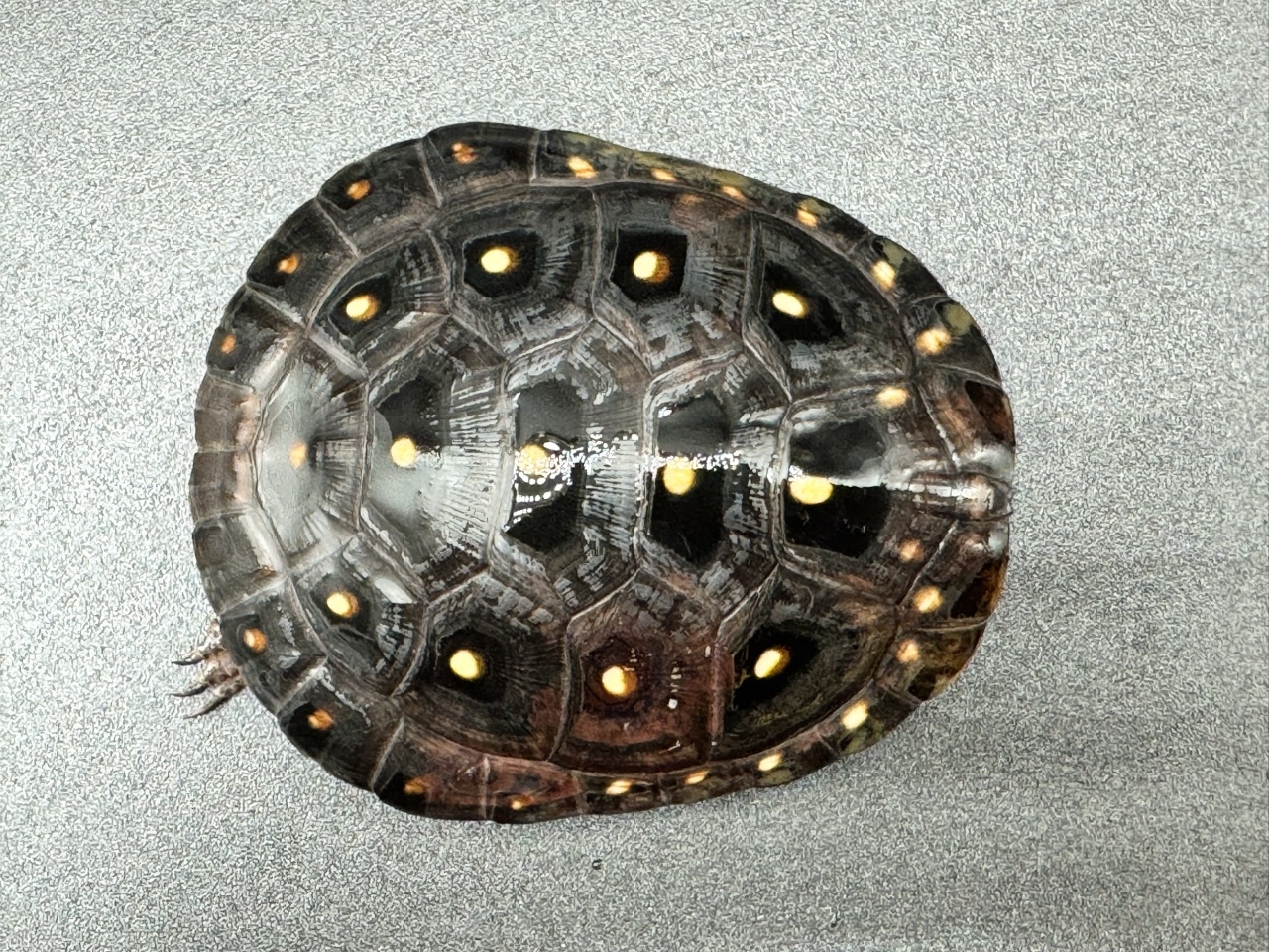 キボシイシガメ　Ｆ(1)