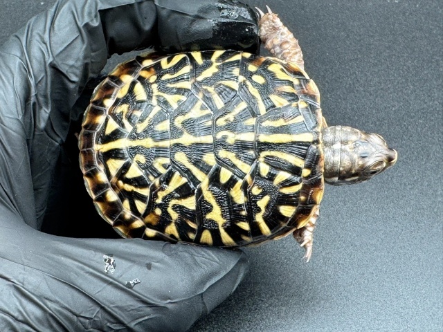 キタニシキハコガメ　Ｂ