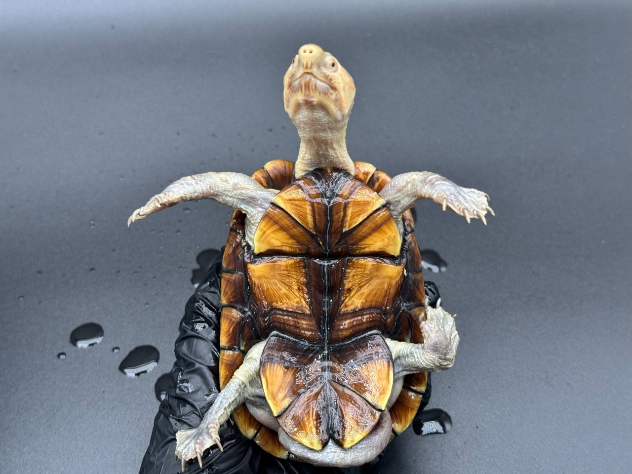 アラモスドロガメ　Ｉ(5)