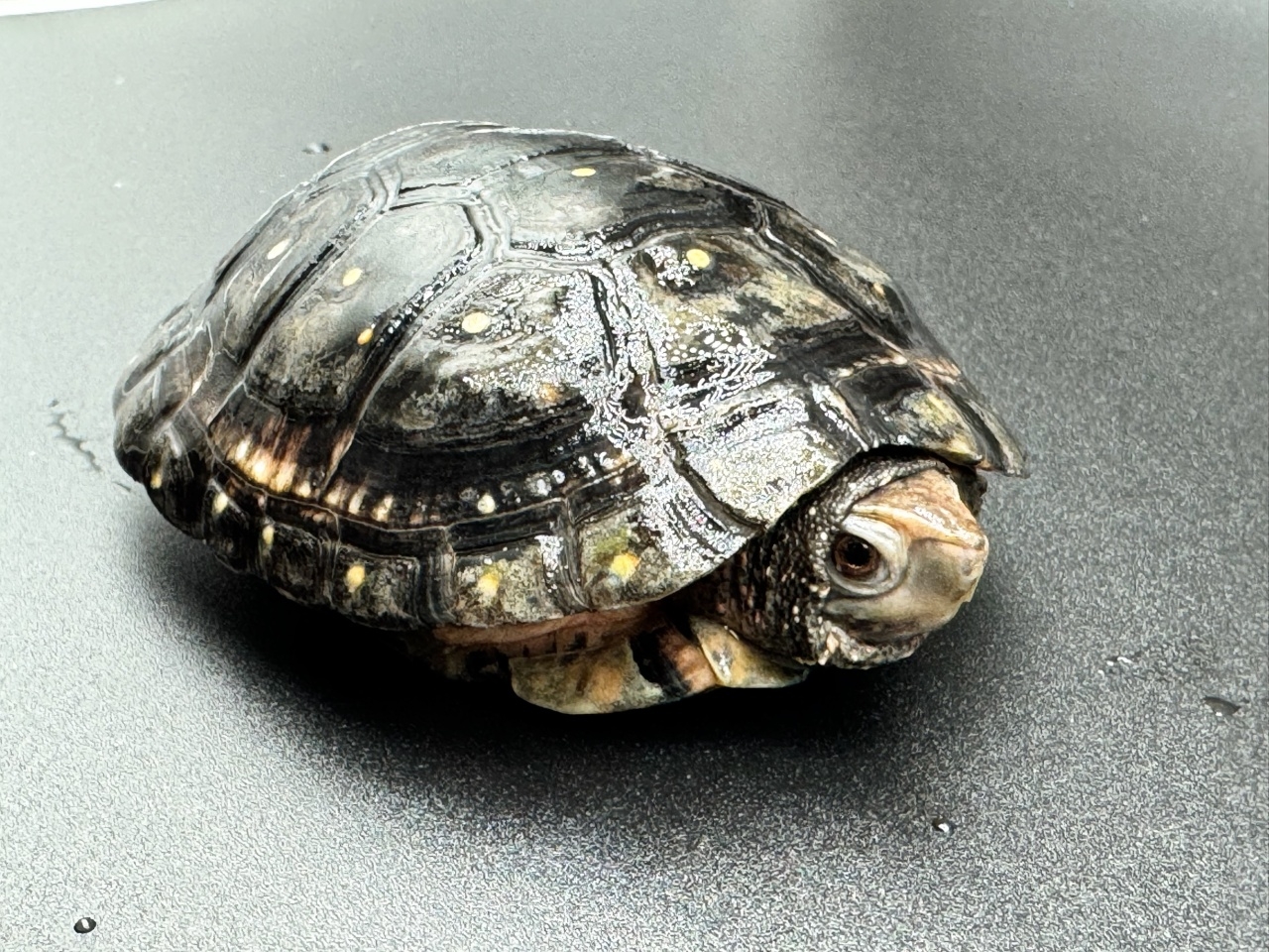 キボシイシガメ　Ｍ(3)