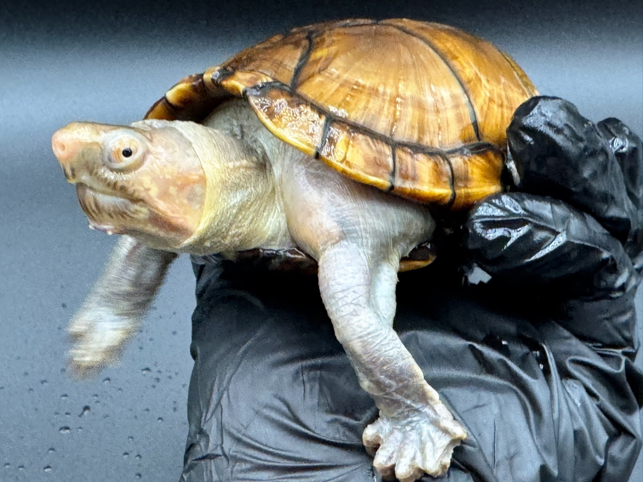 アラモスドロガメ　Ｉ(4)