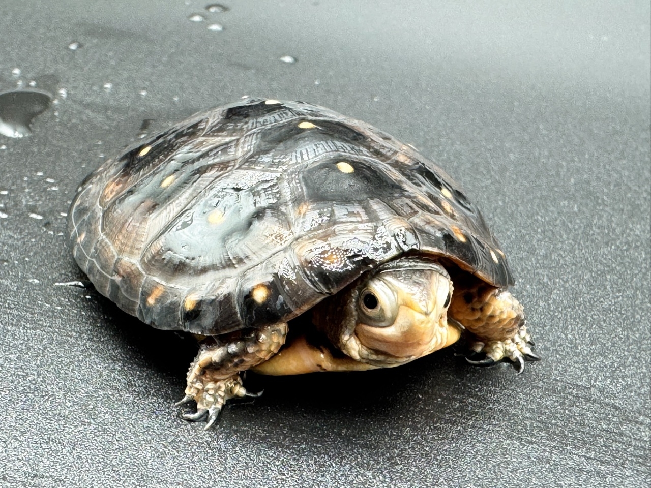 キボシイシガメ　Ｂ(3)