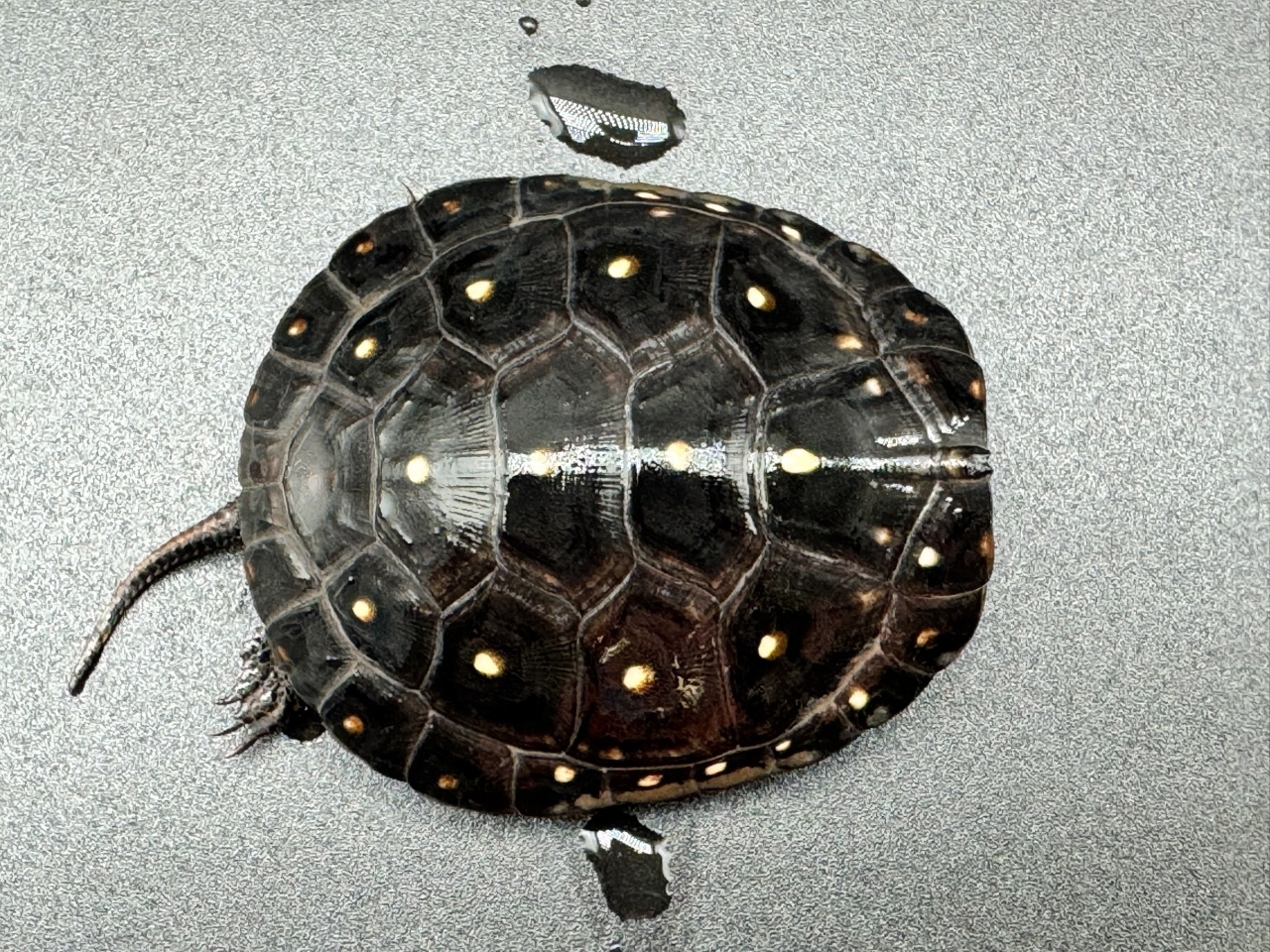 キボシイシガメ　Ｊ(1)