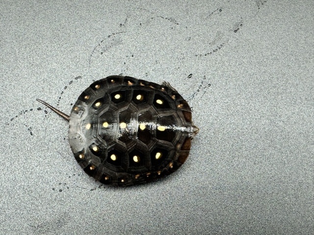 キボシイシガメ　Ｌ