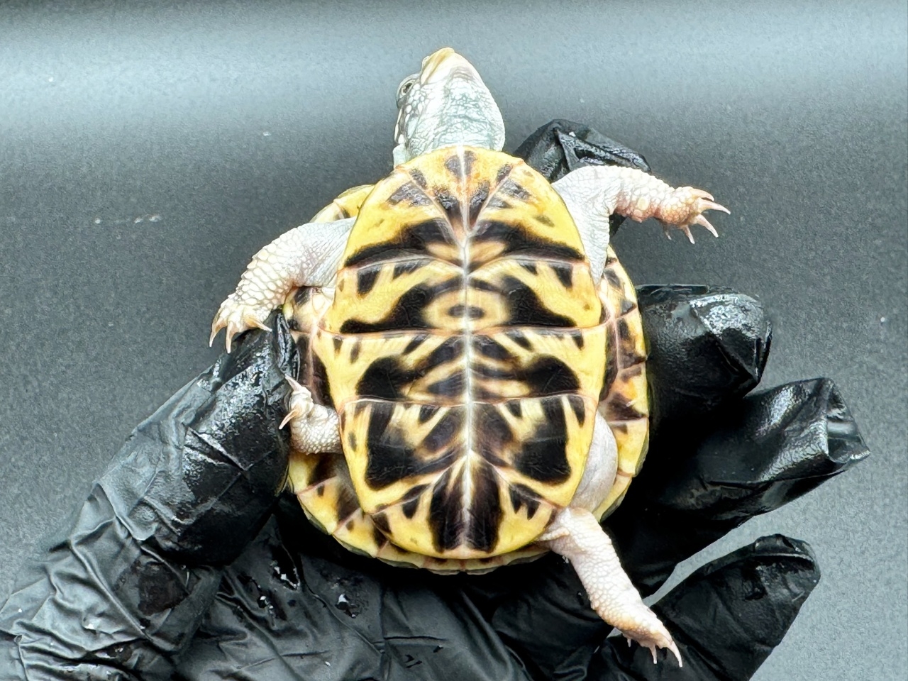 キタニシキハコガメ　Ａ(4)