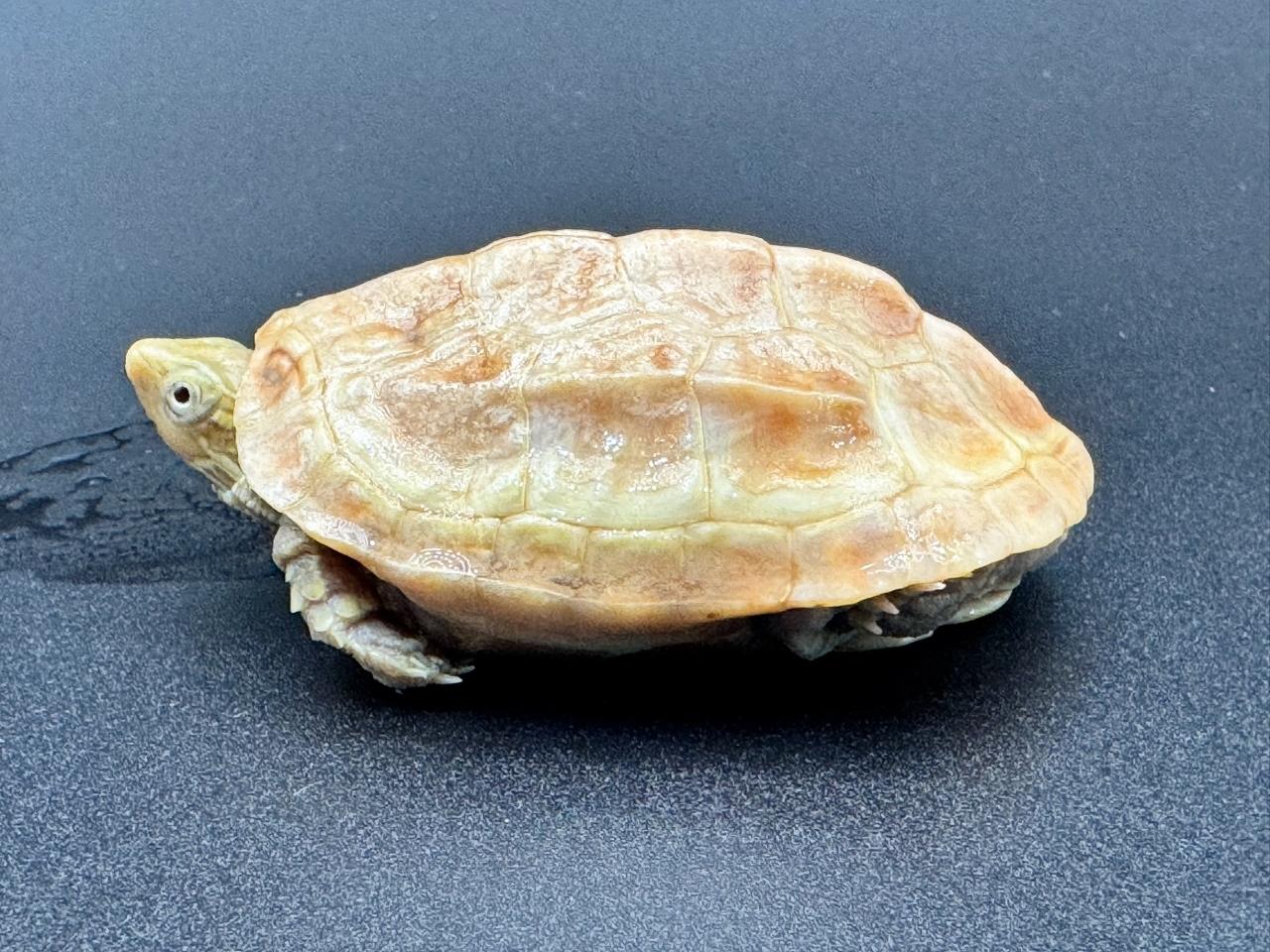 クサガメ（T+アルビノ）　Ａ(3)