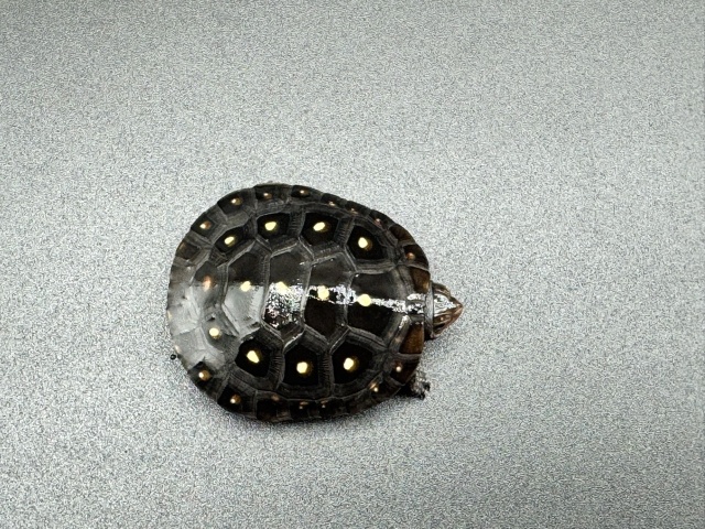 キボシイシガメ　Ｊ