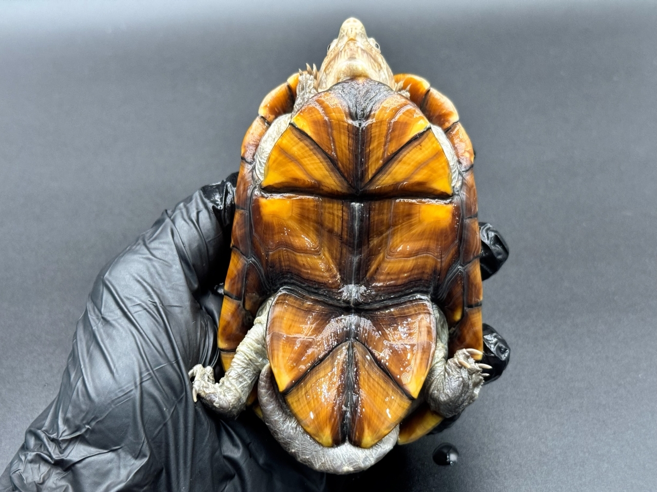 アラモスドロガメ　Ｆ(5)