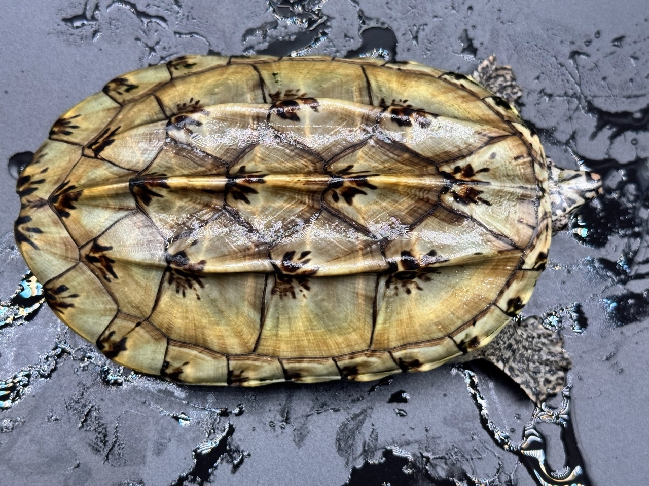 ジャイアントマスクタートル（ホワイトマーブル）　Ｂ(1)