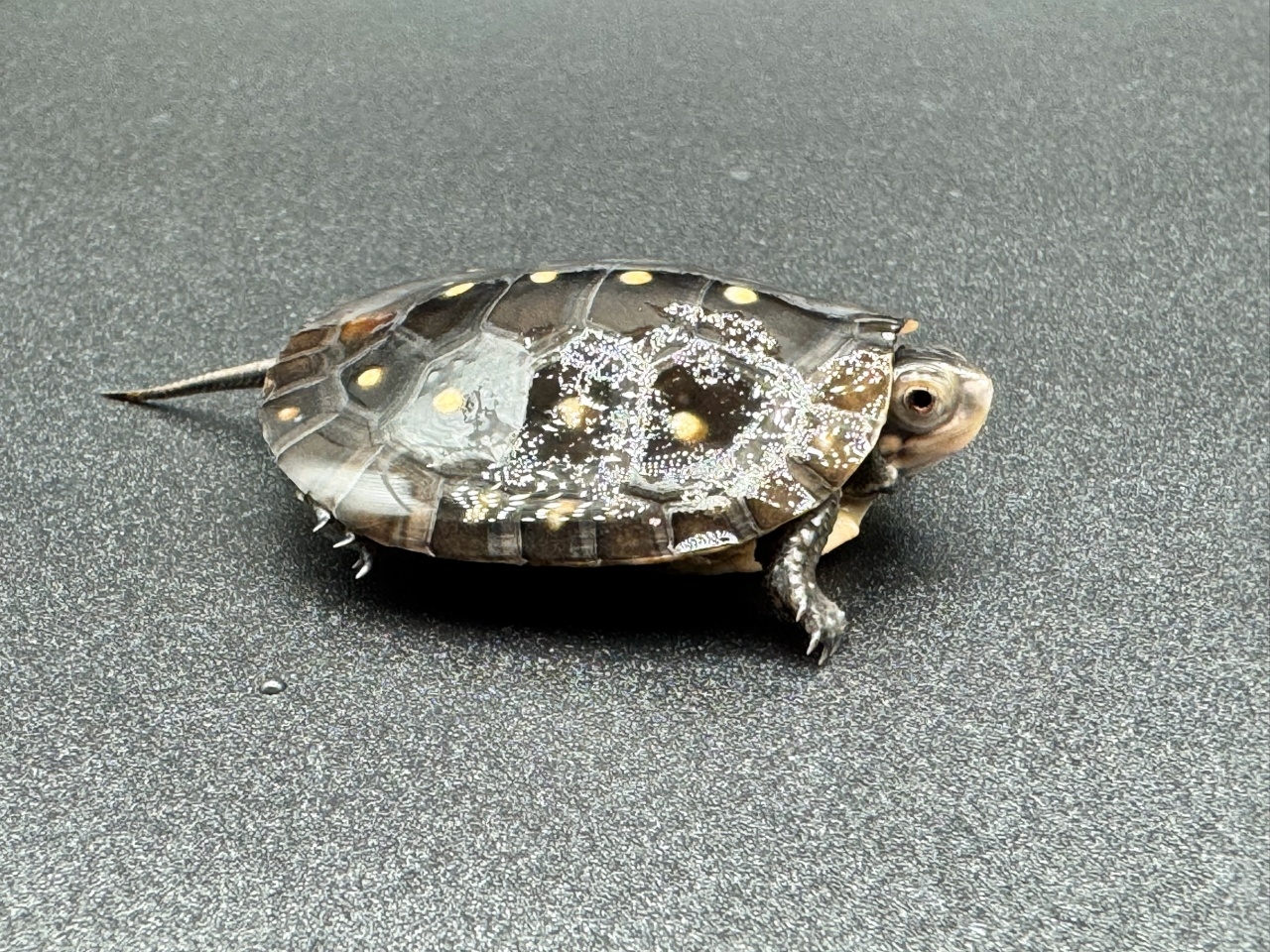 キボシイシガメ　Ｉ(2)