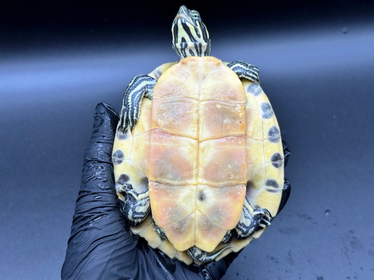 リバークーター(4)