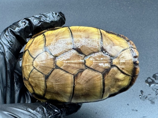 アラモスドロガメ　Ｄ