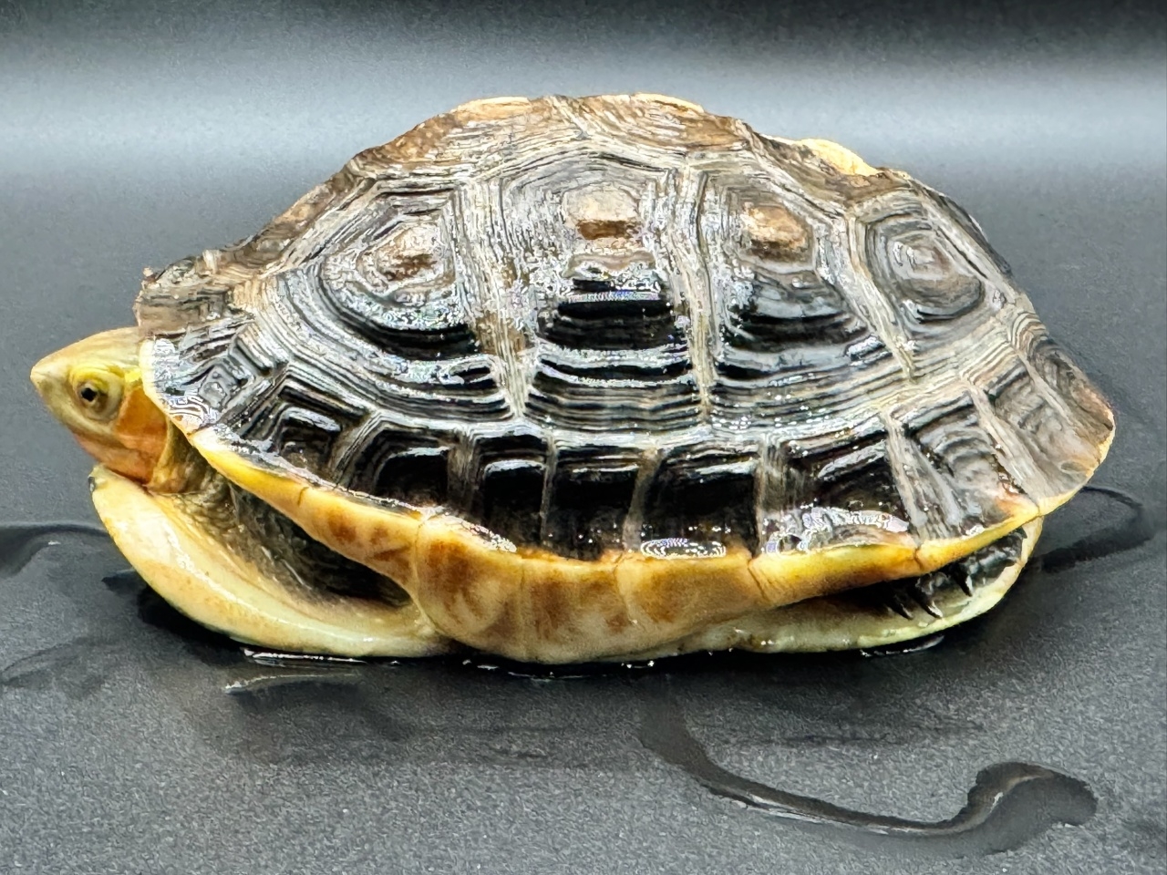 チュウゴクセマルハコガメ　Ｂ(3)