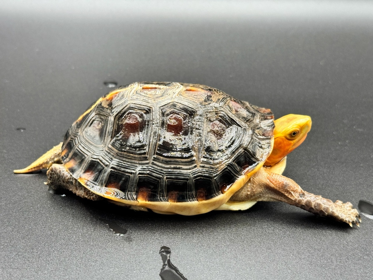 チュウゴクセマルハコガメ　Ａ(2)