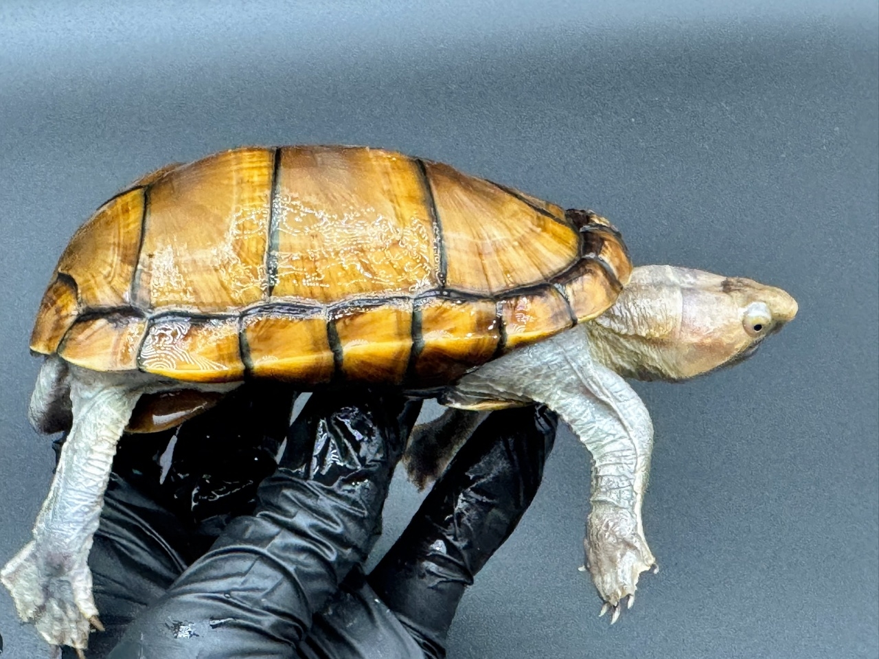 アラモスドロガメ　Ｉ(2)