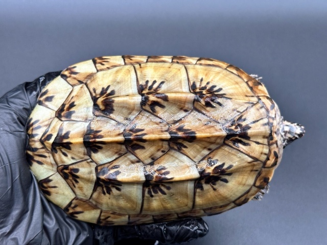 ジャイアントマスクタートル（ホワイトマーブル）　Ａ