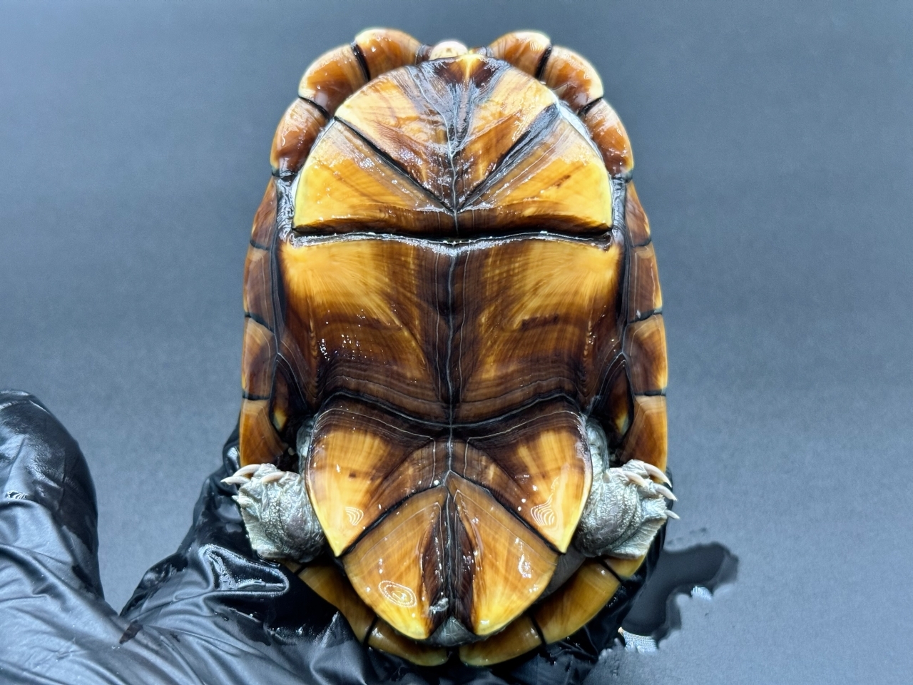 アラモスドロガメ　Ｈ(5)