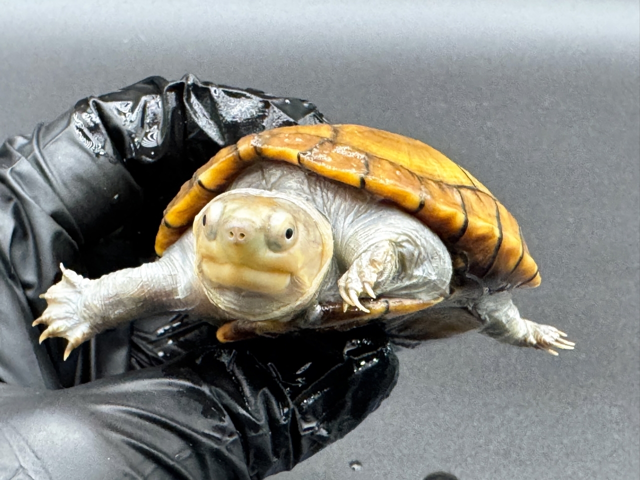 アラモスドロガメ　Ｂ(4)