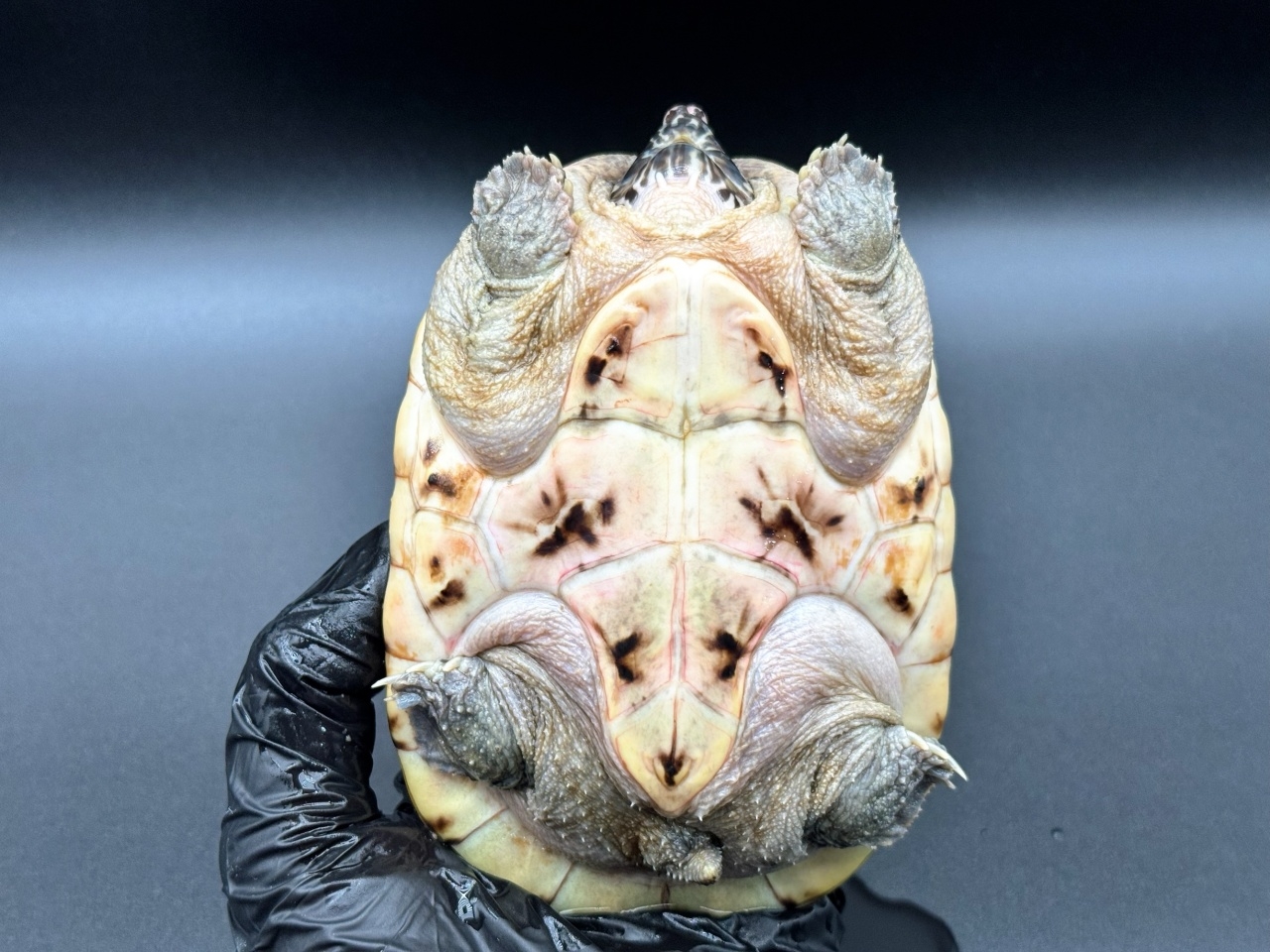 ジャイアントマスクタートル（ホワイトマーブル）　Ａ(5)