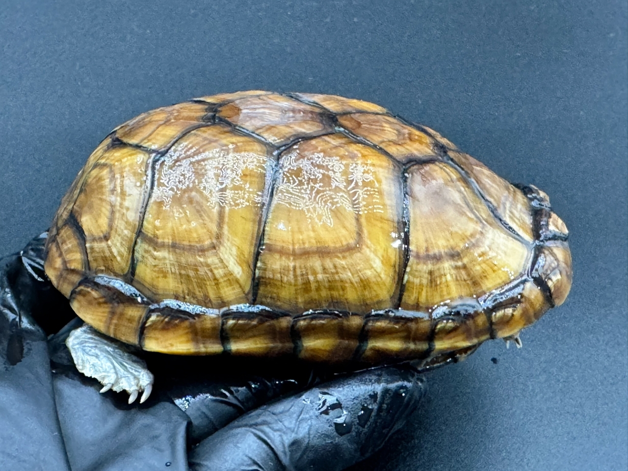 アラモスドロガメ　Ｅ(2)