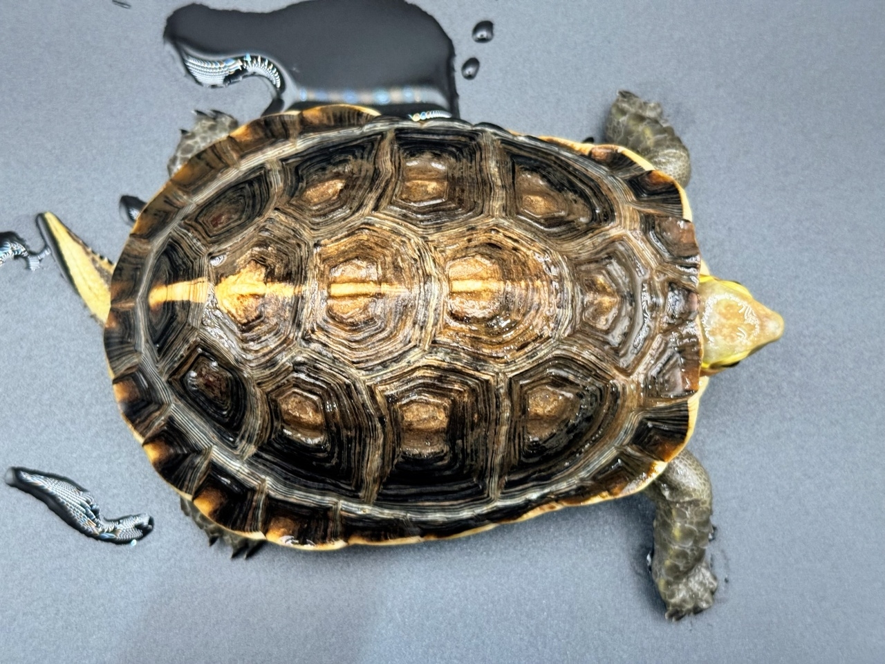 チュウゴクセマルハコガメ　Ｂ(1)