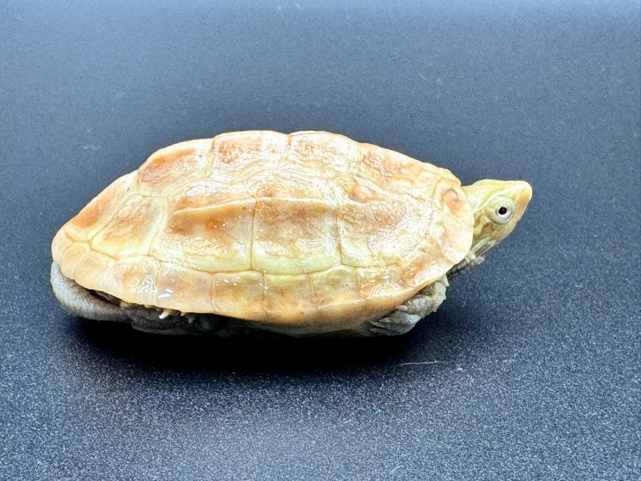 クサガメ（T+アルビノ）　Ａ(2)