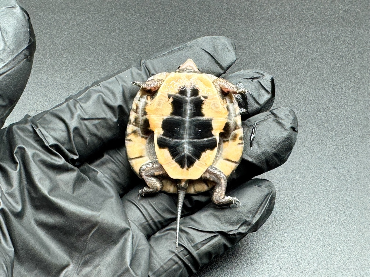 キボシイシガメ　Ｉ(4)