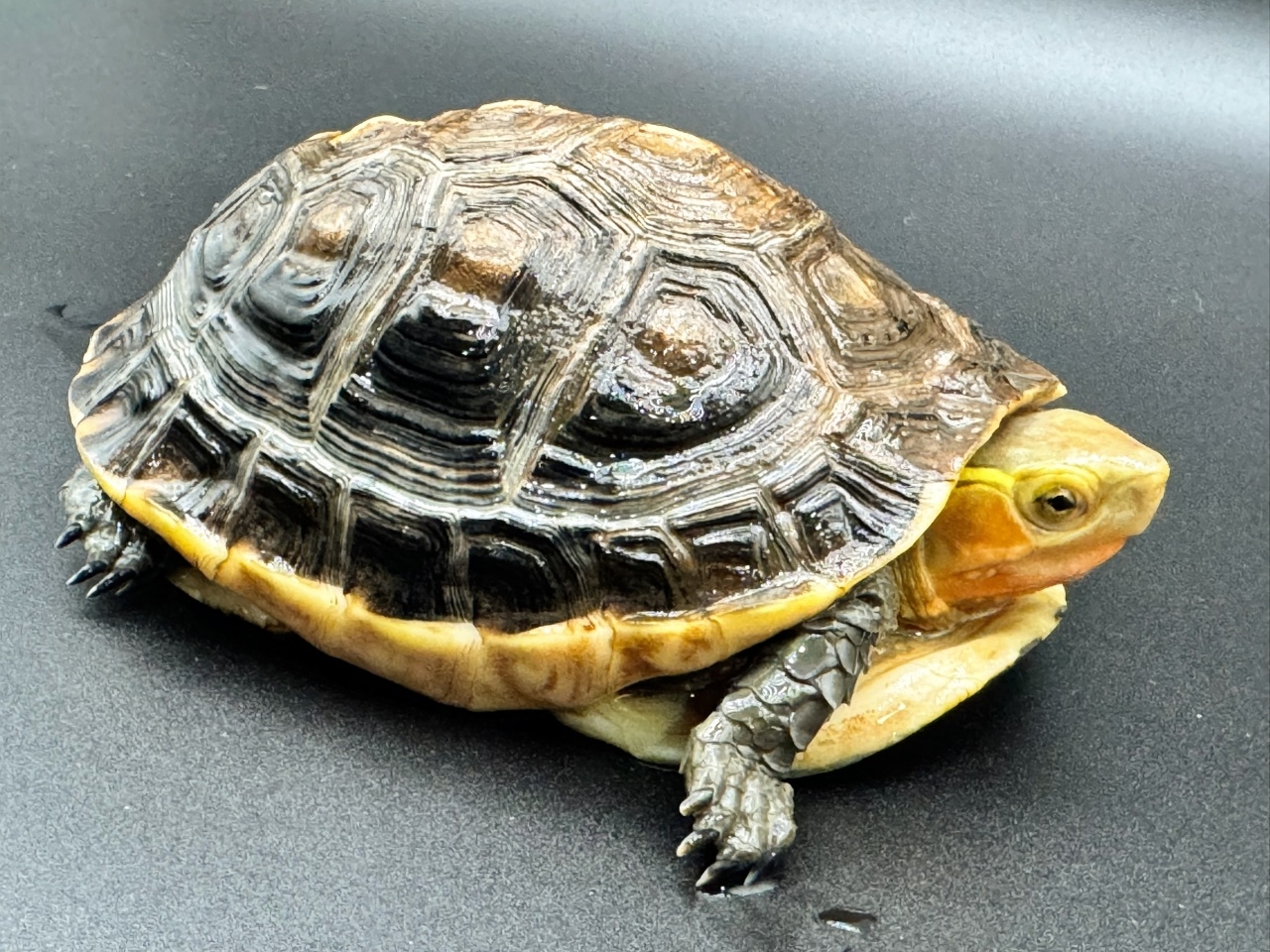 チュウゴクセマルハコガメ　Ｂ(4)