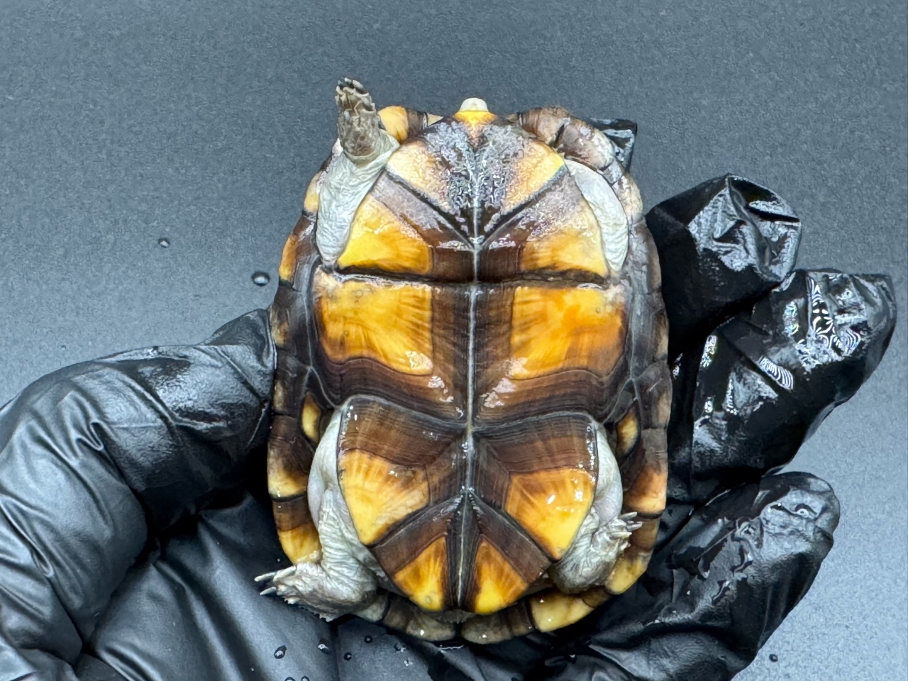 アラモスドロガメ　Ａ(5)