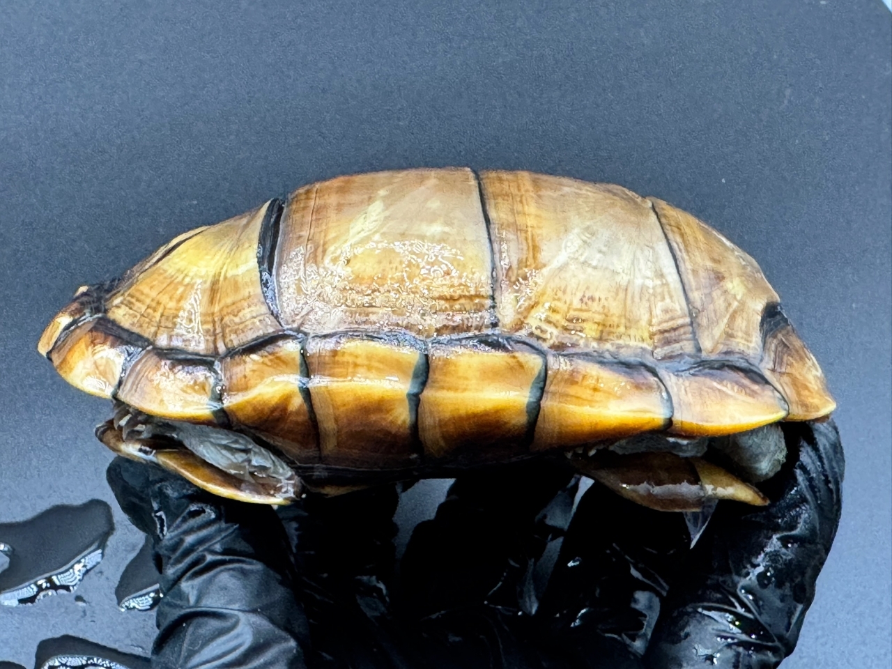 アラモスドロガメ　Ｈ(3)