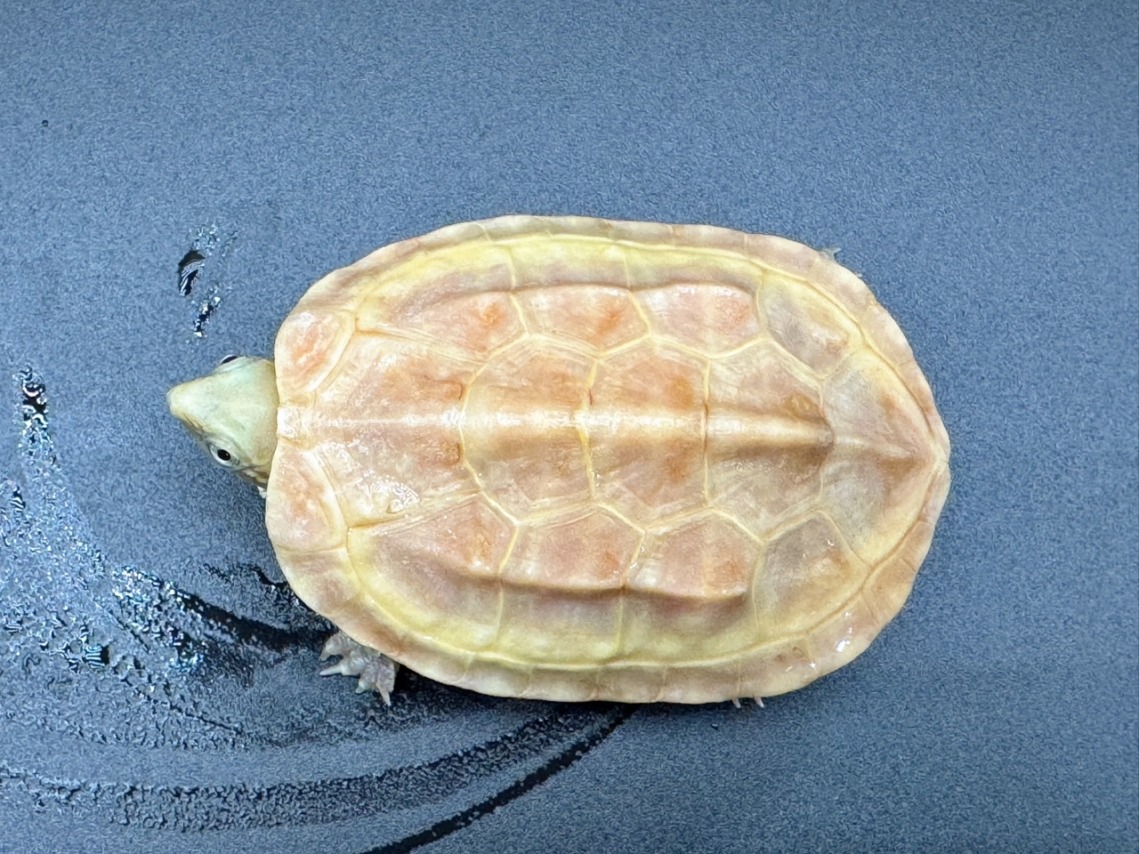 クサガメ（T+アルビノ）　Ｂ(1)