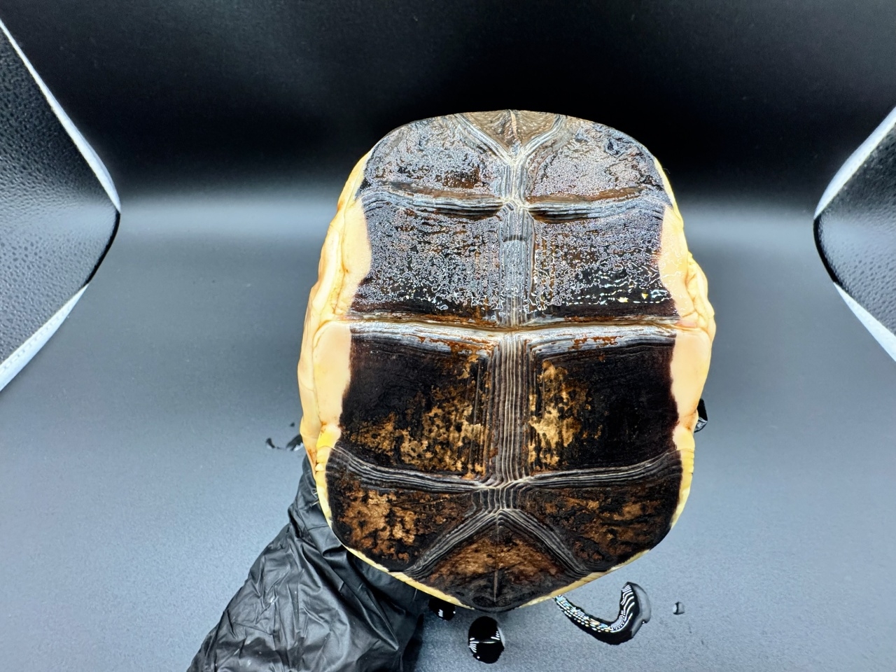 チュウゴクセマルハコガメ　Ｂ(5)