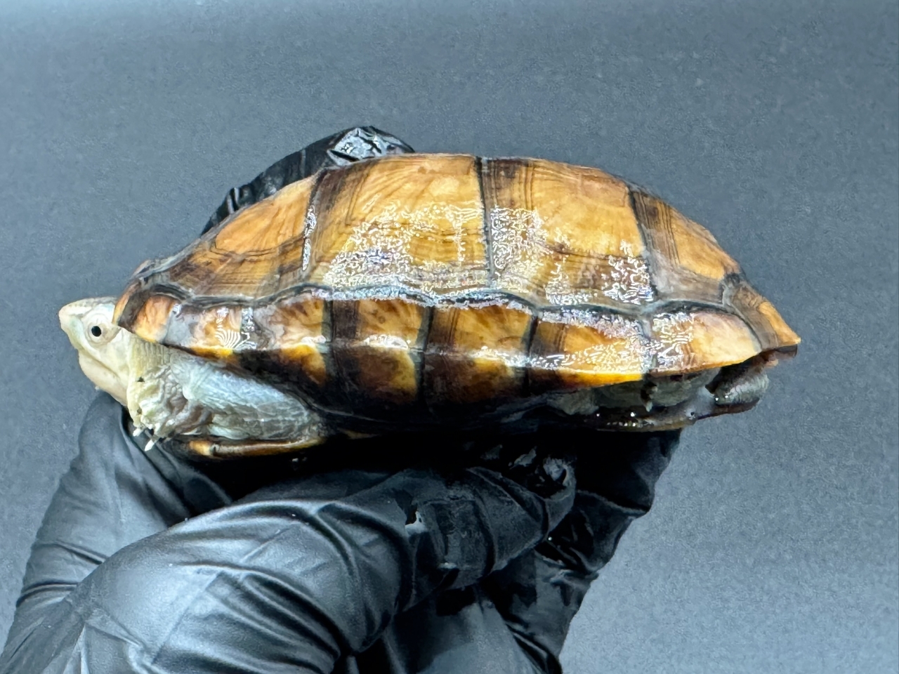 アラモスドロガメ　Ｃ(3)