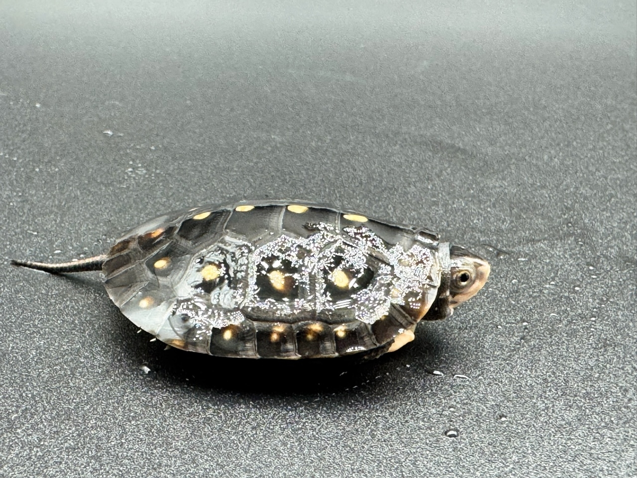 キボシイシガメ　Ｇ(2)