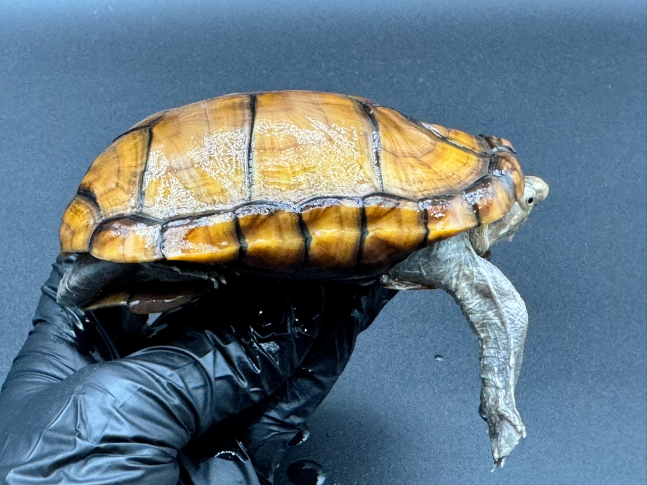 アラモスドロガメ　Ｆ(2)