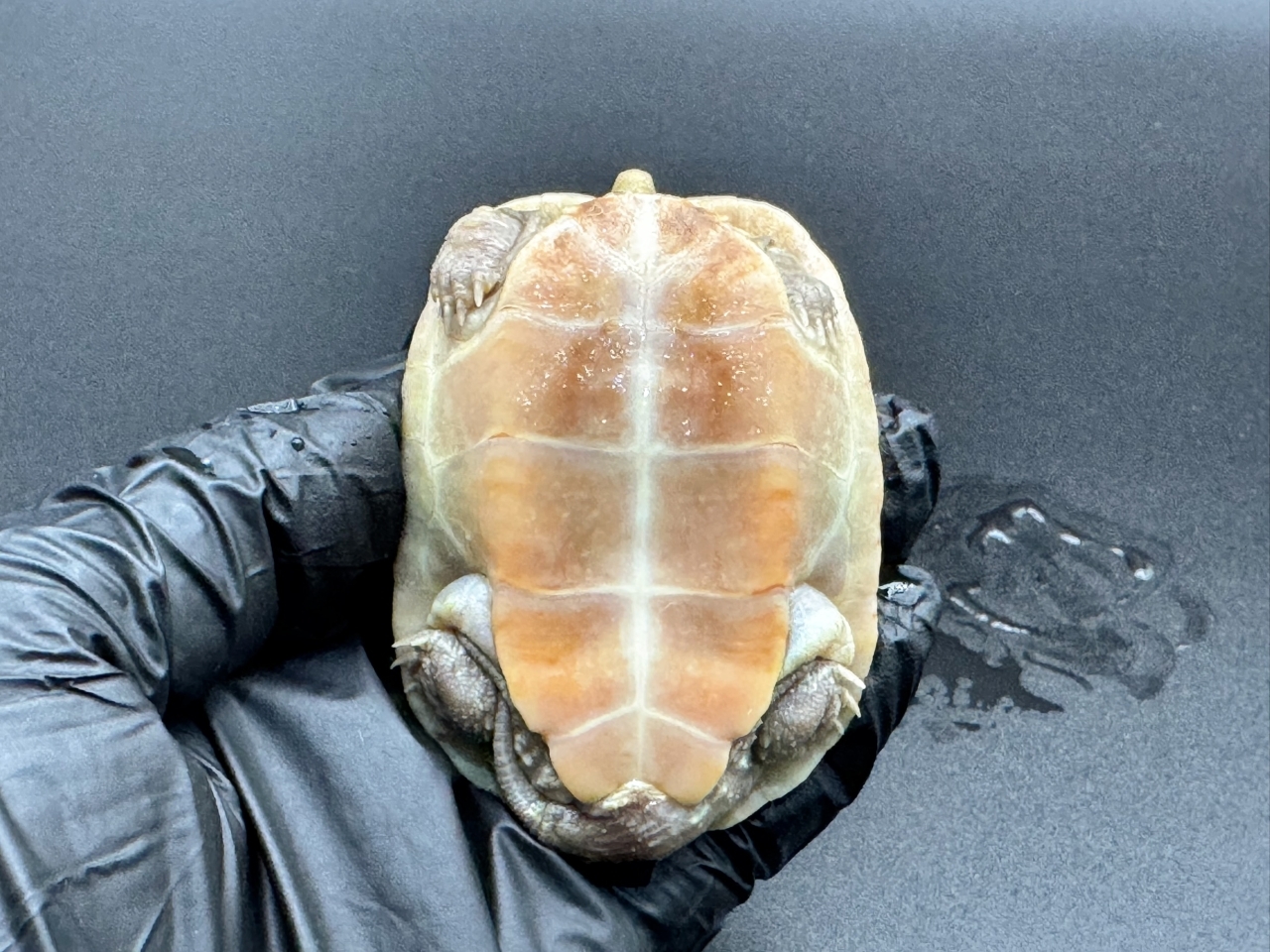 クサガメ（T+アルビノ）　Ａ(5)