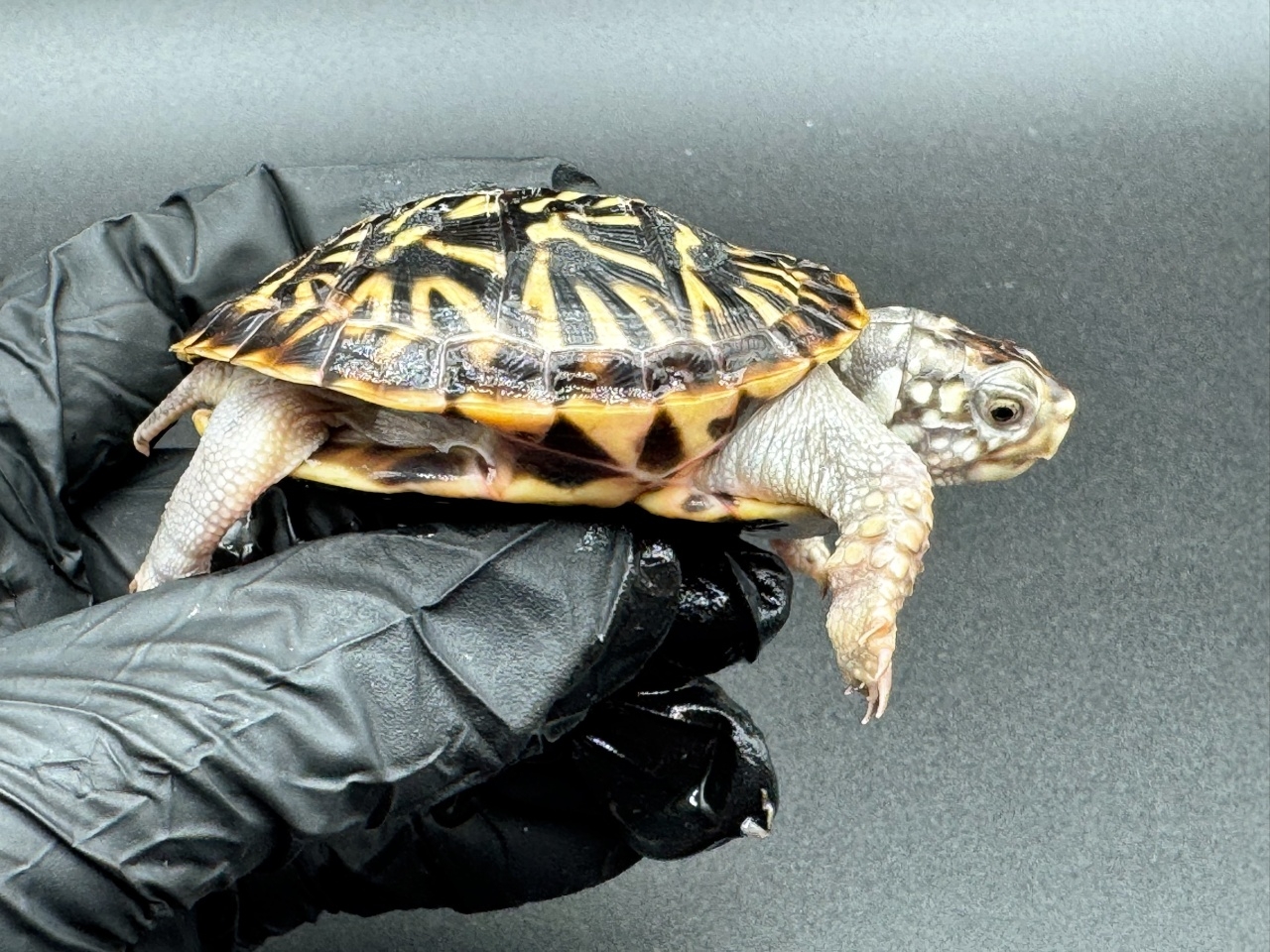 キタニシキハコガメ　Ｄ(2)